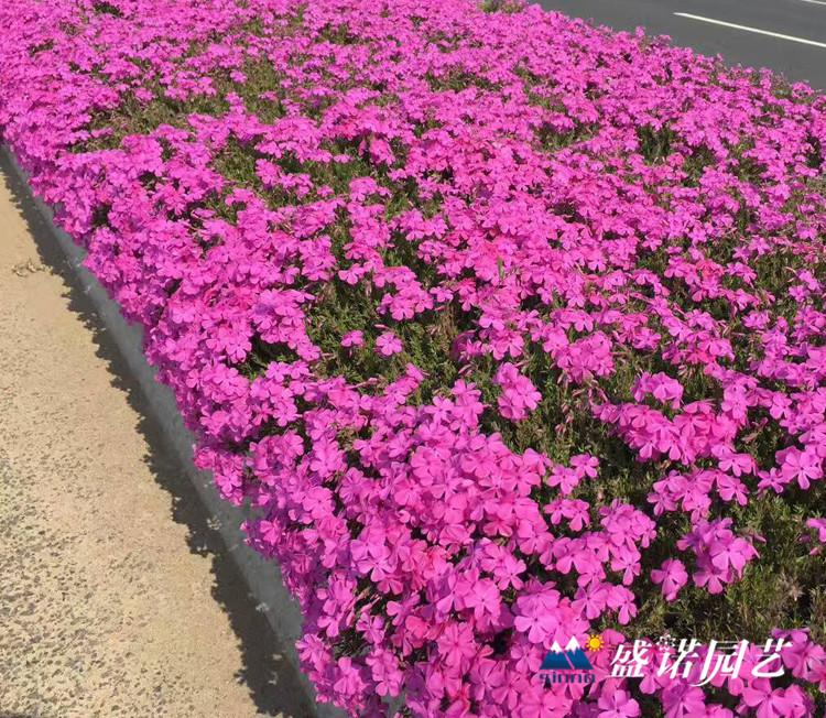 草花花卉基地 优质丛生福禄考小苗 花海小苗 达丽尔苗芝樱花苗 福禄考种子