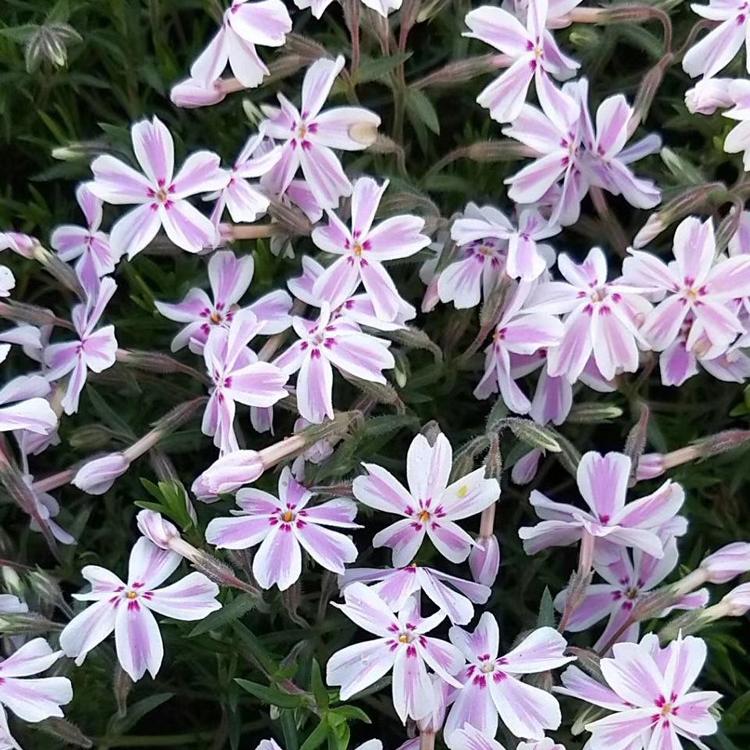 丛生福禄考 优质达丽尔苗 芝樱花苗 福禄考种子 宿根地被花卉基地