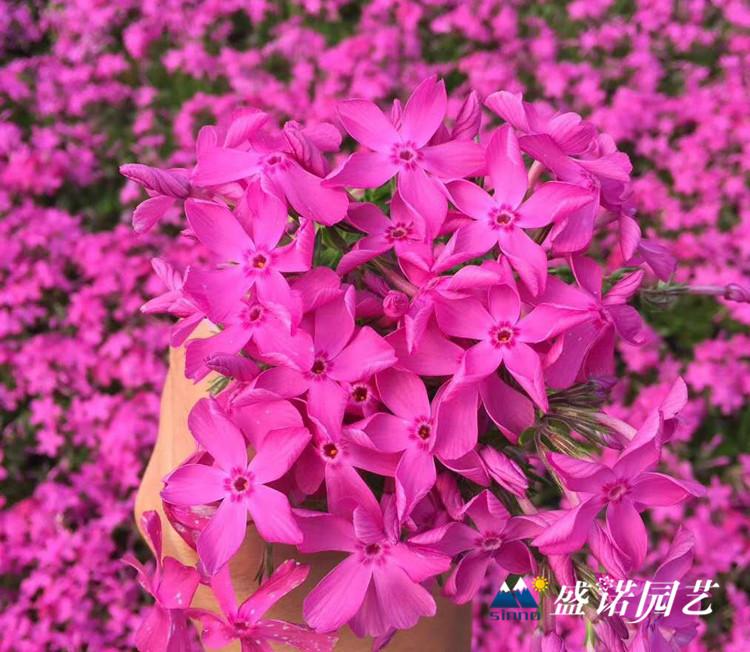 基地直销丛生福禄考苗 芝樱花苗 福禄考种子 宿根地被花卉基地