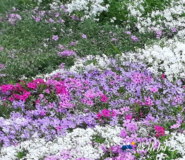 优质多色丛生福禄考 芝樱 芝樱花苗 芝樱小苗 芝樱种苗 福禄考种子 宿根地被花卉 基地直销