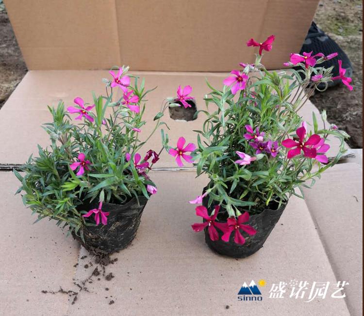 丛生福禄考 芝樱花苗 芝樱小苗 丛生福禄考种苗 丛生福禄考苗 芝樱扦插苗 宿根地被花卉 丛生福禄考批发 批发基地 源头货源