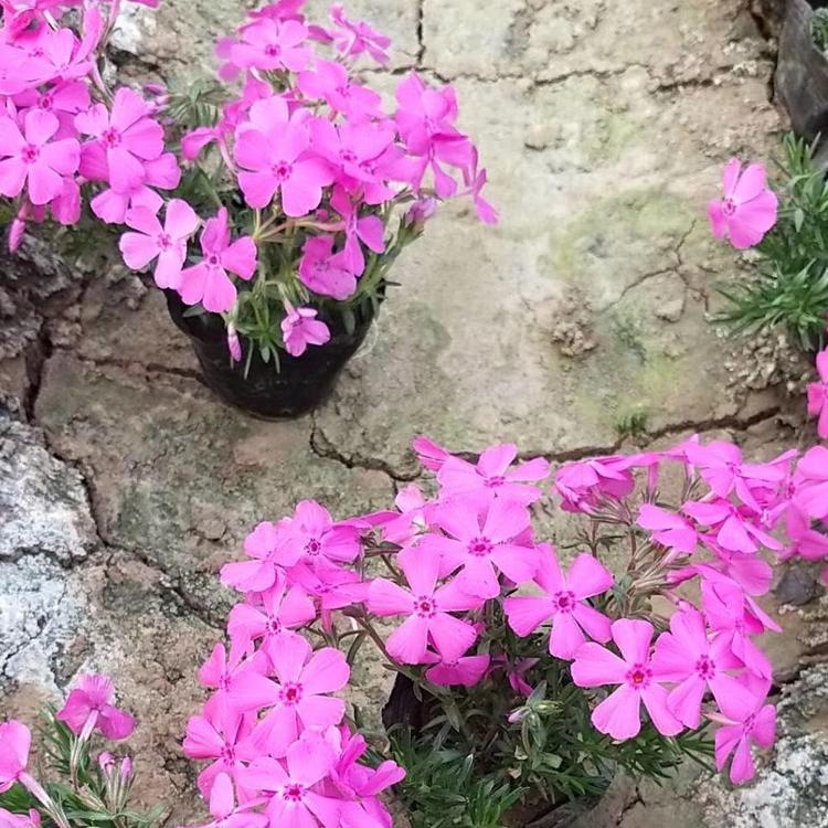 优质培育丛生福禄考 芝樱 丛生福禄考花苗 丛生福禄考小苗 丛生福禄考种苗 丛生福禄考苗 芝樱扦插苗 芝樱批发 批发基地 源头货源