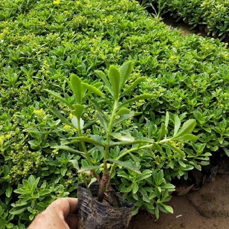 三七景天批发 厂家费菜盆栽城市绿化植被花卉 耐寒景天野菜