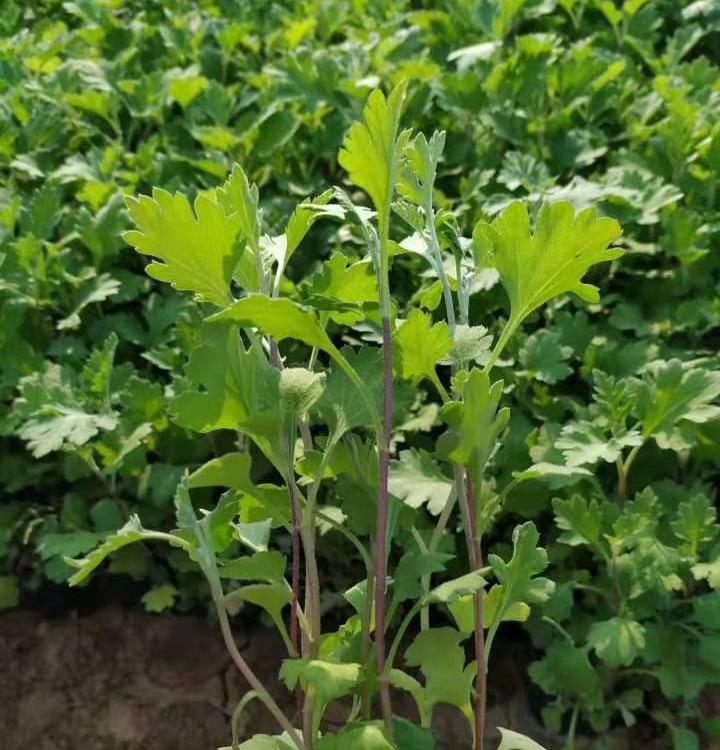 地被菊  地被菊小苗批发