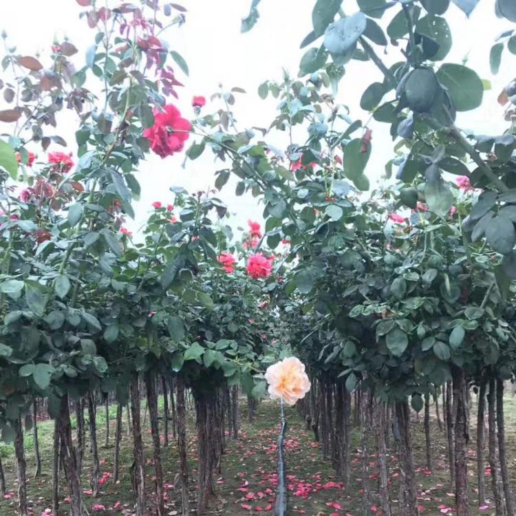 月季树  月季树批发   批发基地
