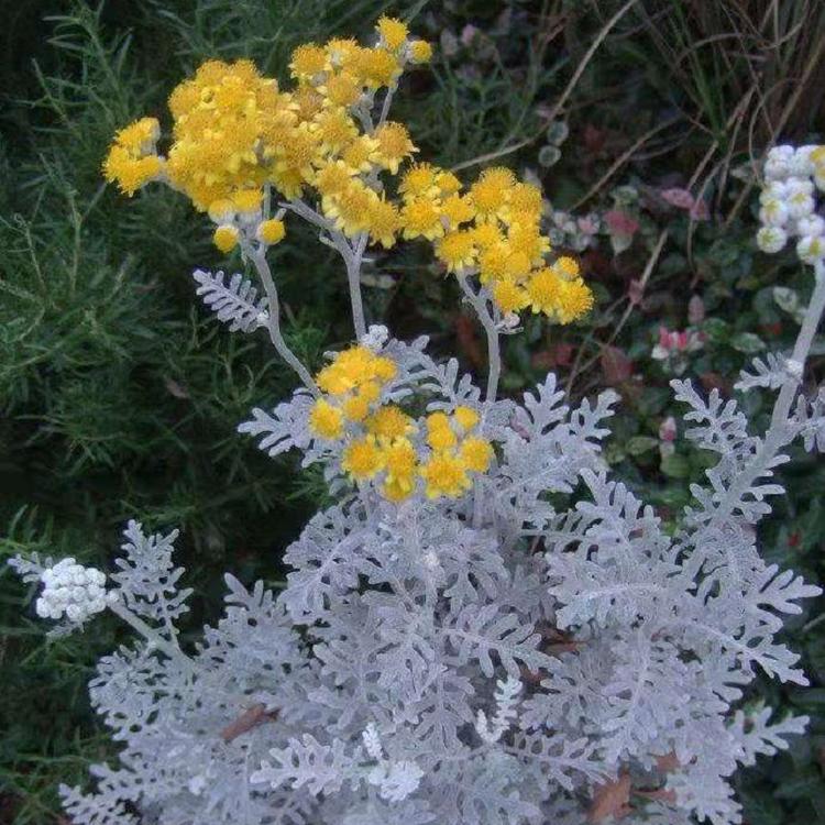 银叶菊 多年生草花小苗种植基地批发