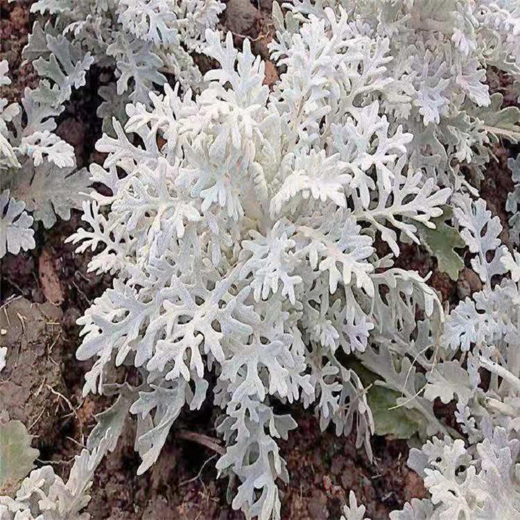 顺和供应银叶菊 银叶菊小杯 多年生草本 园林绿化盆栽品种 银叶菊价格