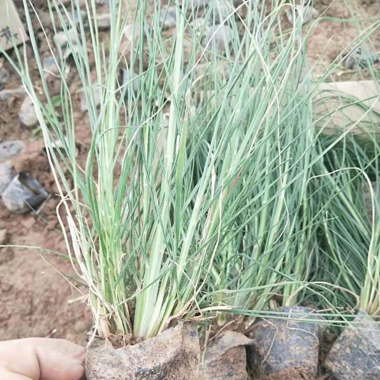 乱子草批发 基地乱子草.直销 乱子草种植乱子草 绿化工程专业