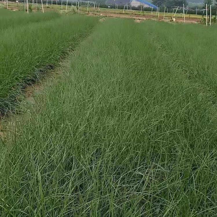 山东乱子草基地批发 潍坊直销乱子草 青州l乱子草 种植批发 市政绿化