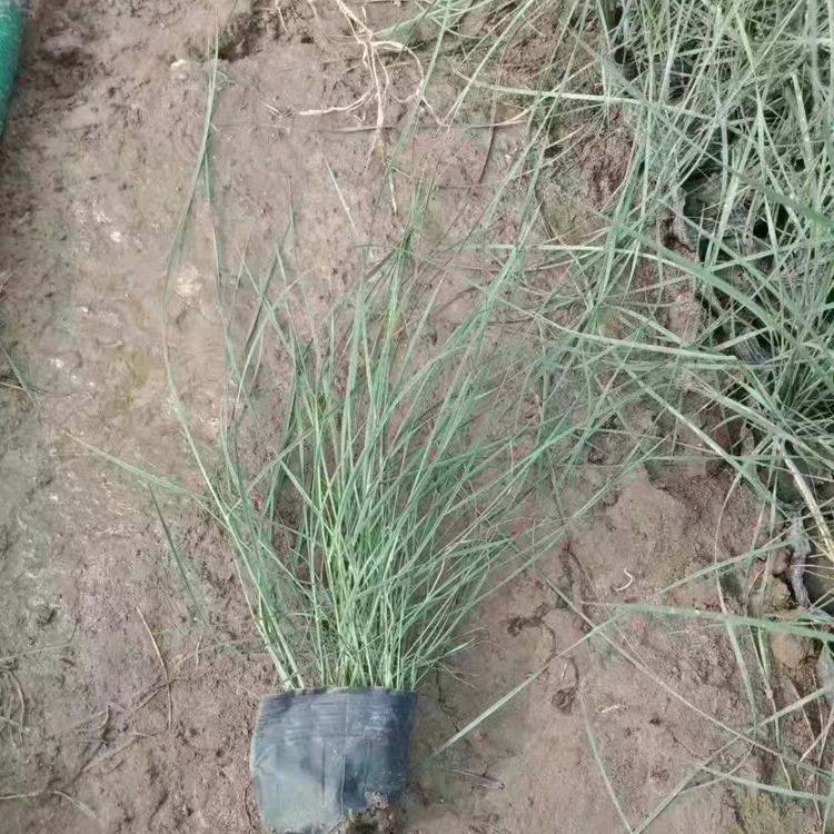 直销山东乱子草基地批发 潍坊直销乱子草 青州l乱子草 种植批发 市政绿化