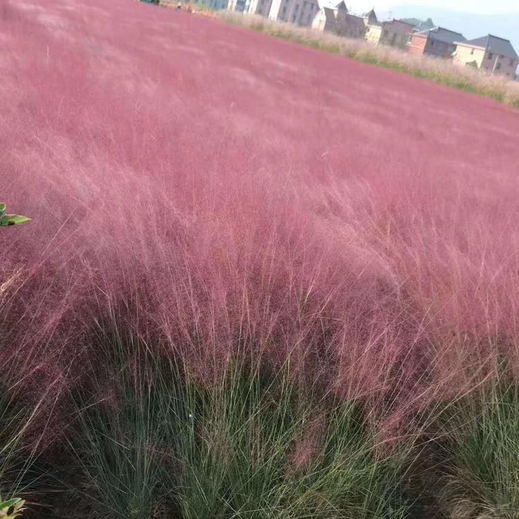 花海专业粉黛乱子草 基地粉黛乱子草批发