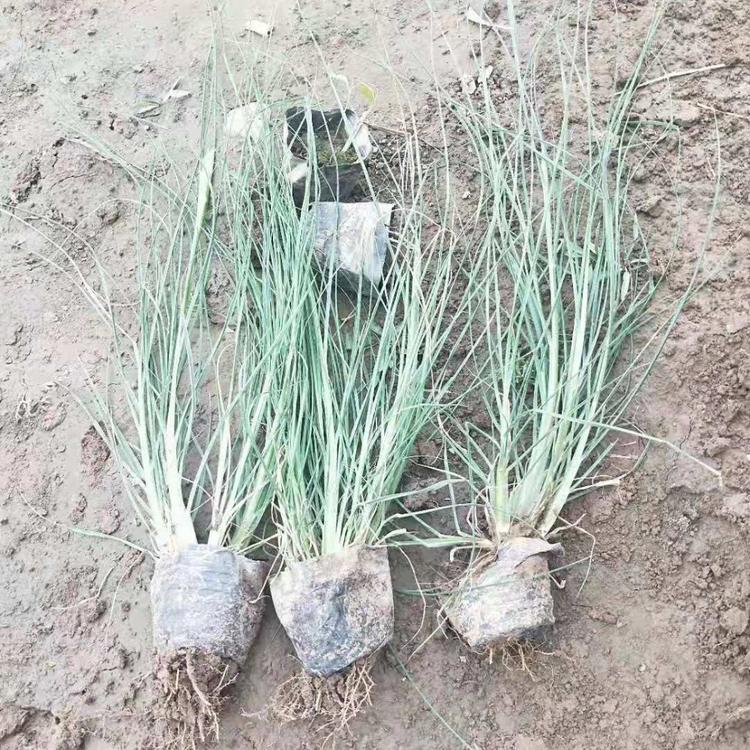 花海专业粉黛乱子草 山东潍坊青州基地粉黛乱子草批发 黄楼镇