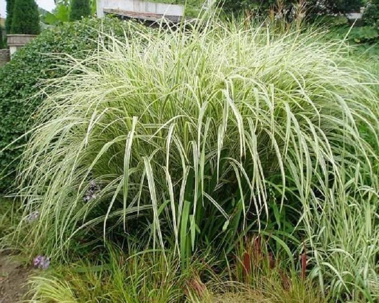花叶芒 花叶芒基地 花叶芒种植基地 花叶芒价格