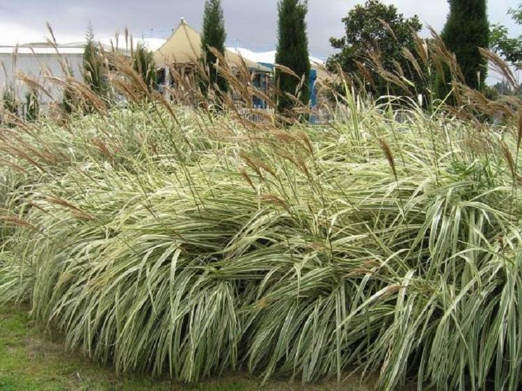 花叶芒价格 青州观赏草 量大价优