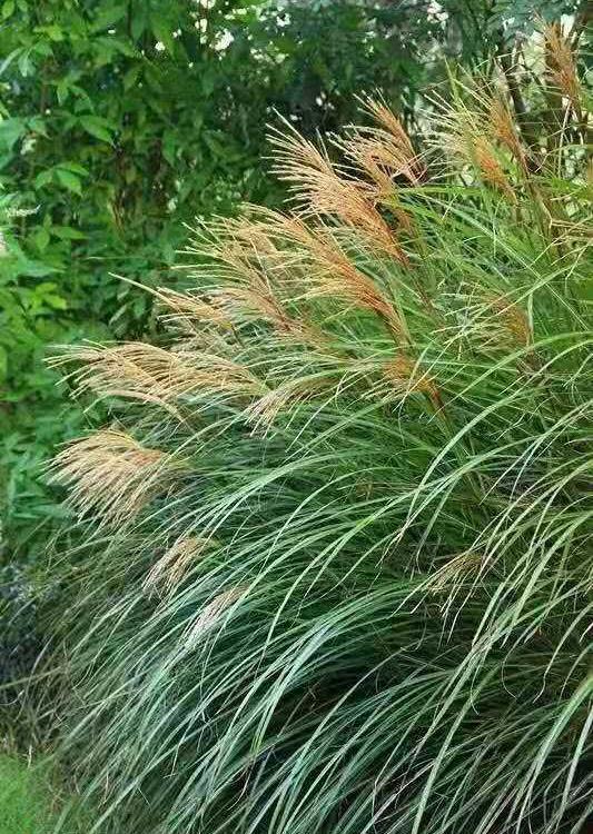 晨光芒批发 观赏草盆栽晨光芒 晨光芒价格