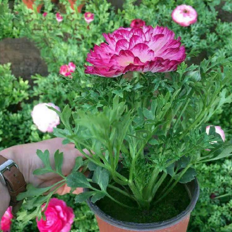 花毛茛
