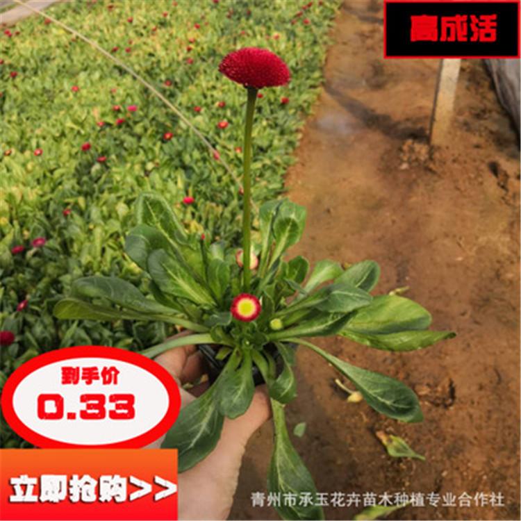 甘肃雏菊 现货出售 雏菊小苗 雏菊基地