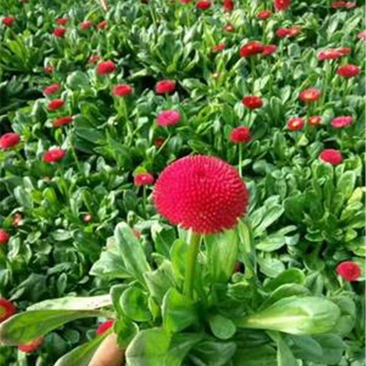 耐寒雏菊 大量供应 山东雏菊批发