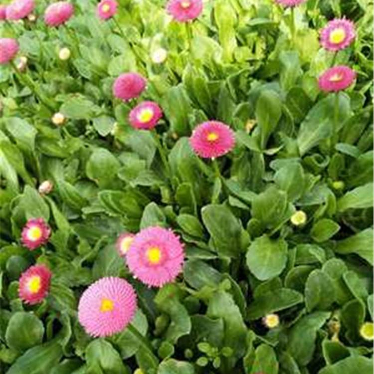 耐寒雏菊 承玉花卉 青州雏菊报价