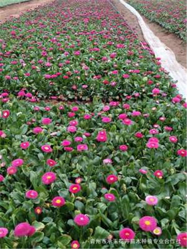 雏菊基地 大量供应雏菊小苗 山西雏菊 雏菊基地