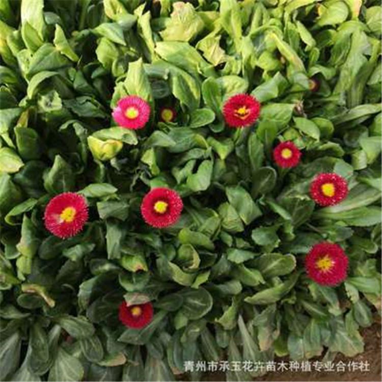 大量供应雏菊营养杯苗 山西雏菊 雏菊基地 雏菊营养杯苗