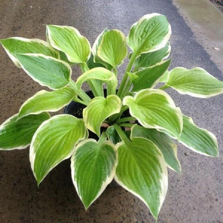 花叶玉簪 花叶玉簪种植基地 花叶玉簪批发商 花叶玉簪价格