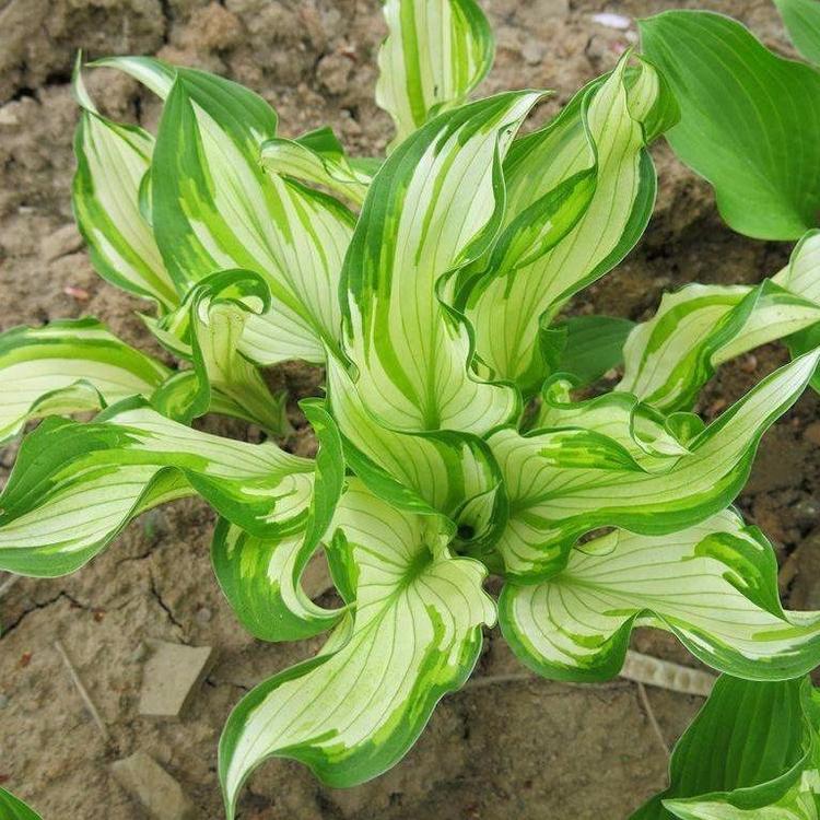 大量供应玉簪 玉簪苗 青叶玉簪 白萼 庭院绿化苗