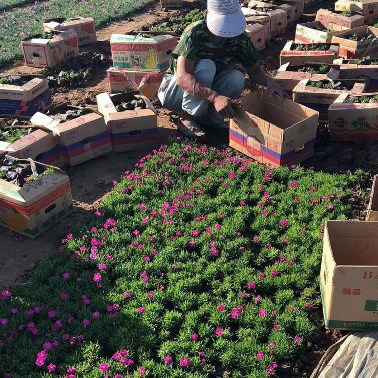 欧石竹穴盘苗 欧石竹穴盘苗价格 欧石竹穴盘苗基地 欧石竹小苗 ##石竹穴盘苗