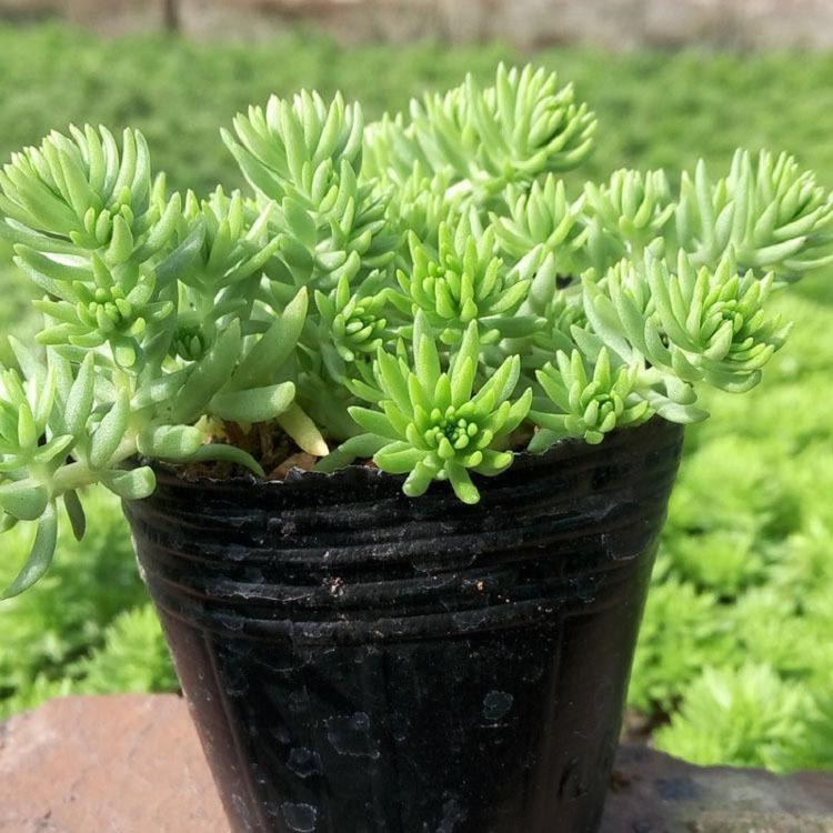 绿叶佛甲草批发 草花批发 草花基地 山东黄金佛甲草