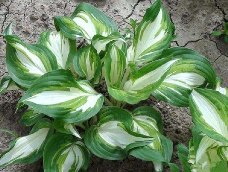 花叶玉簪批发 花叶玉簪价格 花叶玉簪种植基地