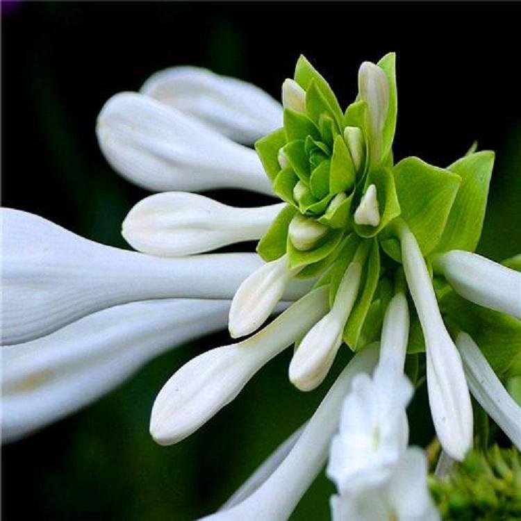 白花玉簪