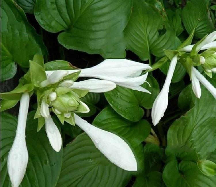 白花玉簪价格 白花玉簪批发 白花玉簪基地直销