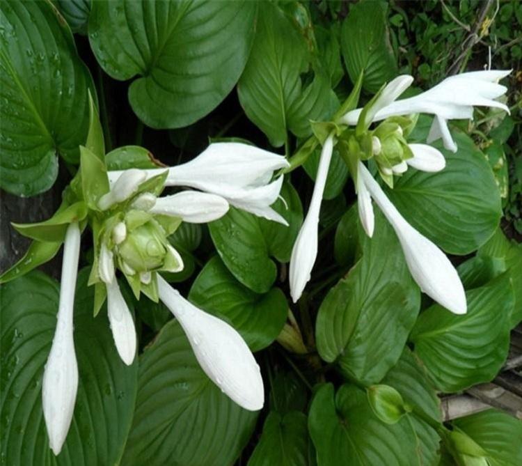 白玉簪 白花玉簪 青州白玉簪种植基地