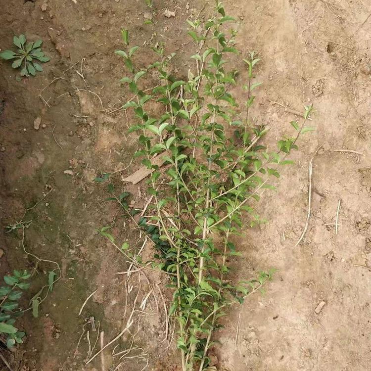 小叶女贞批发商 小叶女贞价格 小叶女贞基地直销