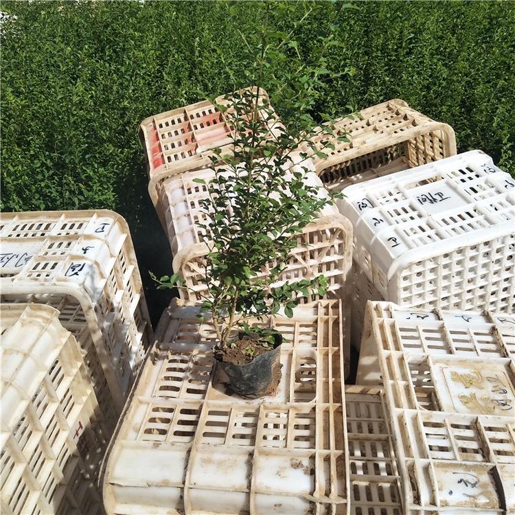 小叶女贞供应商 小叶女贞批发价格 小叶水蜡基地