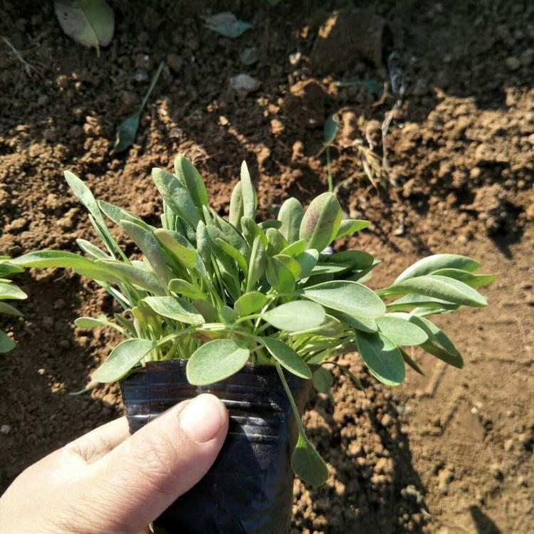 大花金鸡菊  鑫杰培育金鸡菊小苗  多用园林绿化观赏