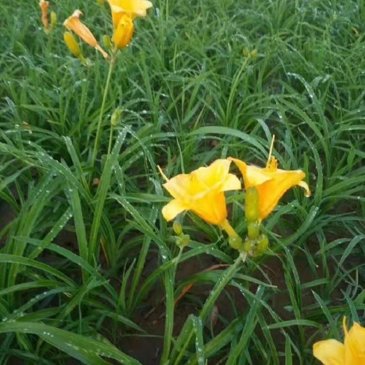 山东金娃娃萱草价格 金娃娃萱草种植基地 地被植物基地