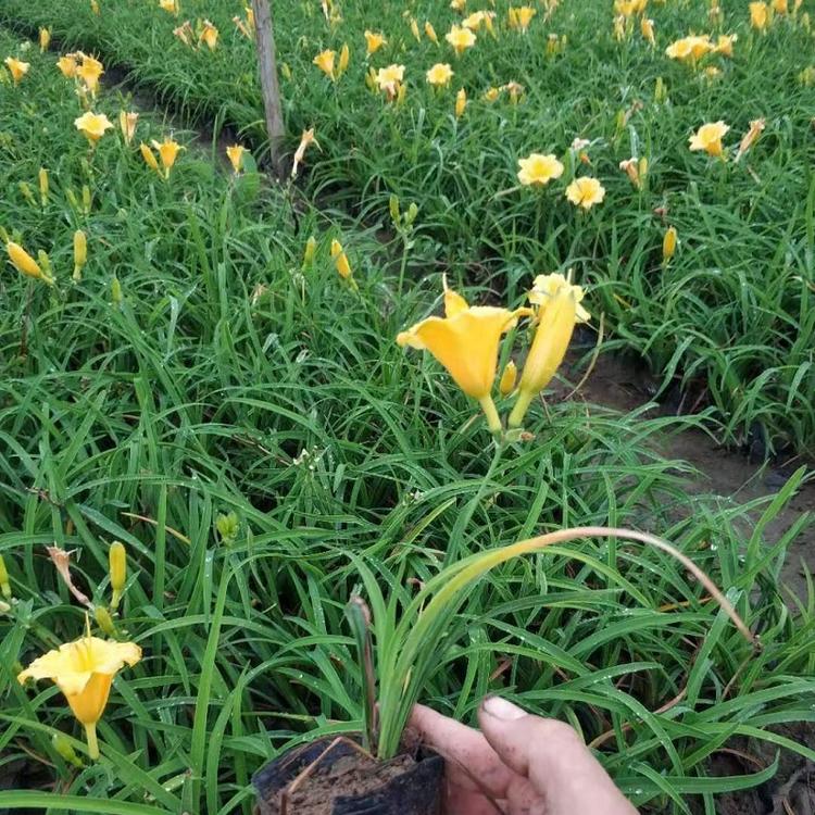 宿根花卉金娃娃萱草 大量现货供应耐寒地被金娃娃萱草
