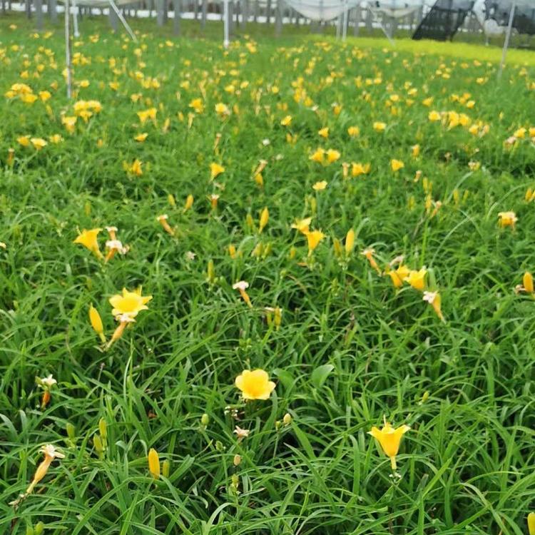 金娃娃萱草批发价格 供应金娃娃萱草 金娃娃萱草基地直销