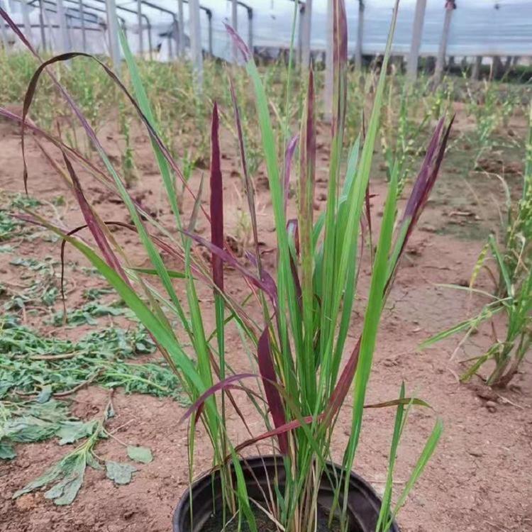 双色盆日本血草批发 青州宿根花卉观赏草-血草
