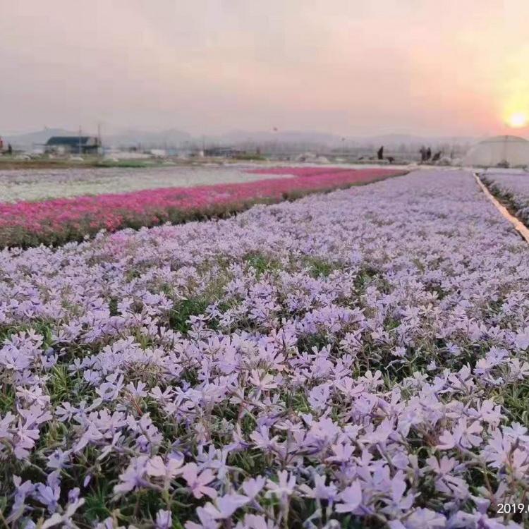 常年供应芝樱