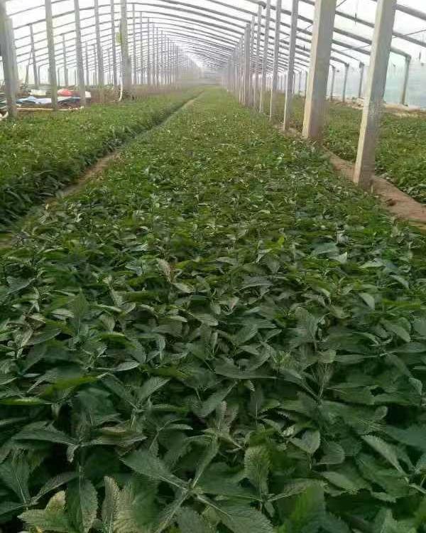 柳叶马鞭草批发