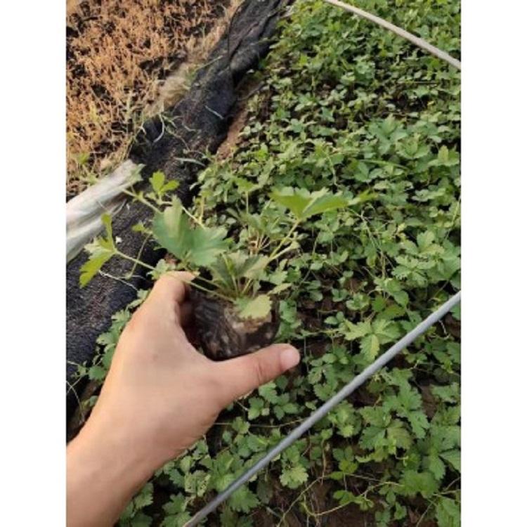 委陵菜 山东委陵菜种植基地 委陵菜报价 委陵菜供应商