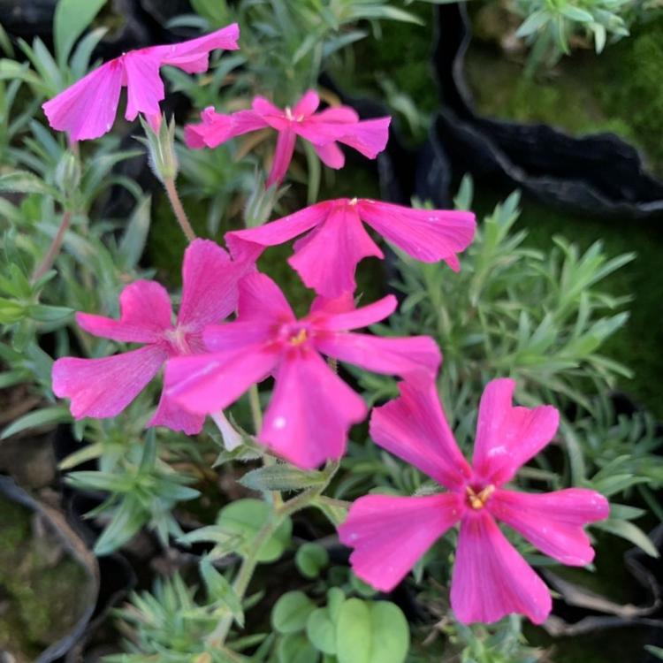 芝樱 芝樱花福禄考种植基地 山东芝樱花销售 芝樱花价格