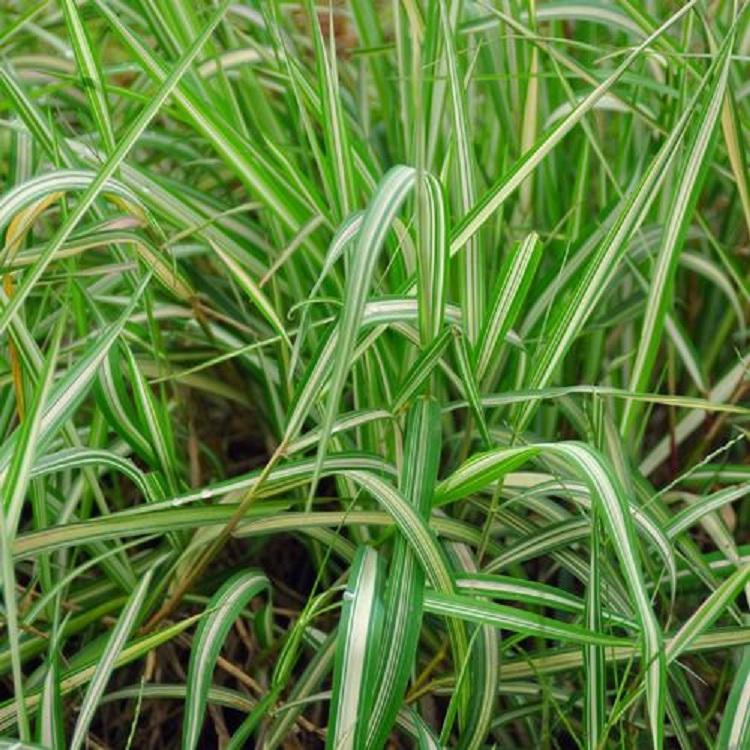 花叶芒批发基地  花叶芒种植