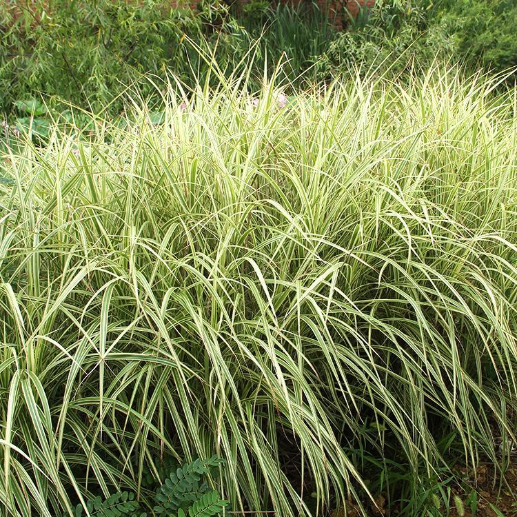 花叶芒批发基地  花叶芒种植 采购花叶芒