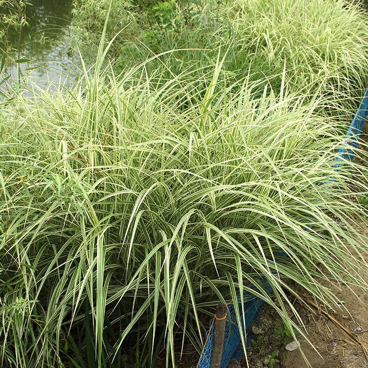 批发花叶芒基地 花叶芒供应 花叶芒观赏草基地 价格优惠合理