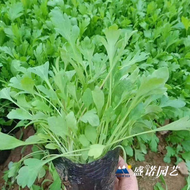 优质多色虞美人 东方虞美人 虞美人花苗 虞美人小苗 虞美人种苗 虞美人种子 宿根地被花卉 基地直销