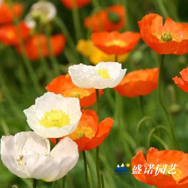 优质多色虞美人 基地直销虞美人苗 虞美人花苗 虞美人种子 宿根地被花卉基地