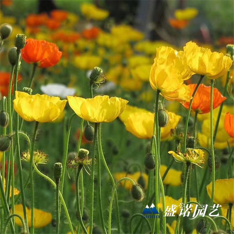 优质多色虞美人 虞美人小苗 虞美人种苗 虞美人苗 虞美人批发 虞美人基地 源头货源